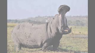 Animals Of Africa Hippo