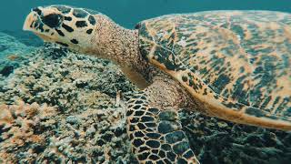 Diving at Gili Islands