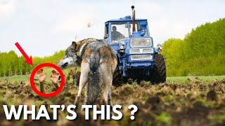 Wolf Stopped A Tractor In The Field When He Unearthed...