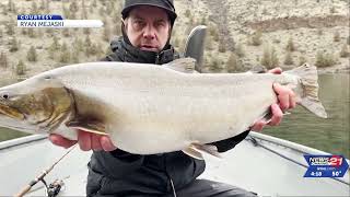 'Glad it got to live another day': Bend Fisherman Reflects On Possible State Record Trout He Let Go