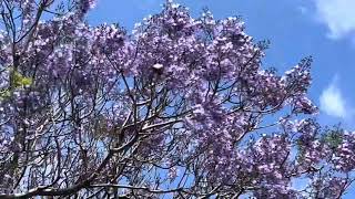 Jacaranda Tree