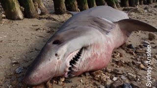 U.K. scientists plead for return of rare shark’s head, promise ‘no judging’