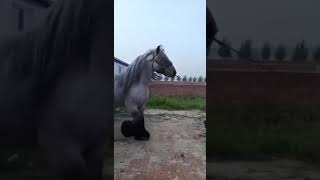 Nasıl bir at bu? #at #horse