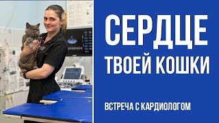 Все о болезнях сердца у кошек | Кардиолог ветеринар | О важном для владельцев кошек