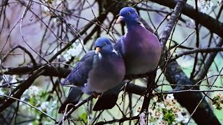 Wood Pigeon, characteristic white neck patch, commonly seen in towns and cities