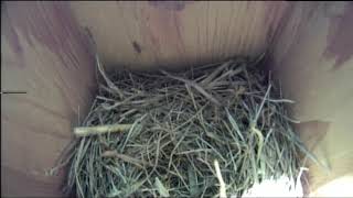 Bernheim Live Bluebird Cam