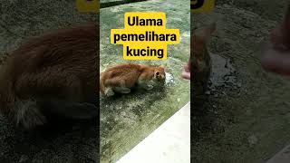 ulama pecinta kucing