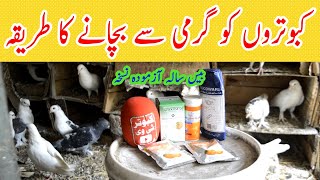 Kabootar Ko Garmi Se Kaise Bachaye | Garmi me kabootaron ki hifazat | Protect Pigeon Summer Heat |