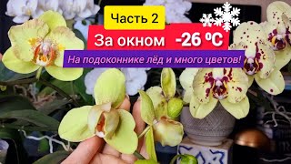 Часть 2. Зимнее цветение орхидей, на окне снег, а на подоконнике цветение в самом разгаре.