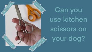 How to hold dog trimming shears | Mabel The Whoodle #dogshorts