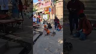 Snake-charmer - Varanasi - India