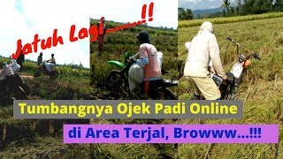 Jatuhnya Para Ojek Padi Online di Area Terjal ini