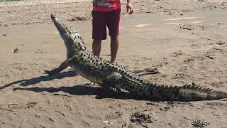 Man Feeding a Crocodile