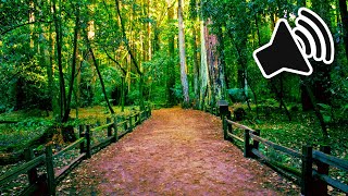 Walking on a Leafy Path Sound Effect | ROYALTY FREE SFX