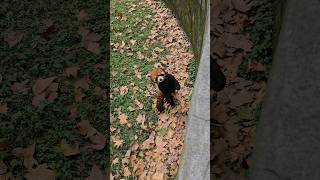 Red panda stealing hearts in Shanghai zoo