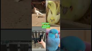 Funny Animal Videos 2022 - Funniest Cute Cats And Dogs Video #cat #shorts #animals #trending #tiktok