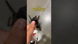 Malinois Hand Feeding Mistake❗️❗️