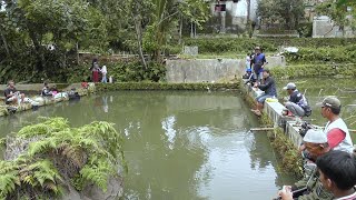 MANCING BORONGAN IKAN MAS, NILA SUPER & BAWAL BABON 2.5 JUTA