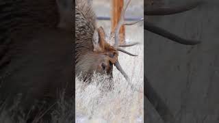 "Unicorn" Bull Elk Update | Recent Video at the End