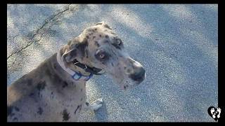 8 month old Great Dane puppy Maggie learning basic obedience | Houston dog training