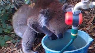 Thirsty Koala with wet forearms, tiny pink tongue lapping the water