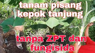 Tanam pisang kepok tanjung tanpa ZPT dan Fungisida , dongkel dan langsung tanam