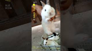 cute checkered bunnies #youtubeshorts #animal #pet #farming #rabbit