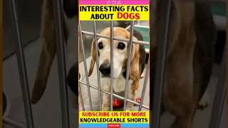 🐶 Our Furry Family Members: Why Dogs Deserve a Place at the Table 🐕 | Motivational | fact #shorts