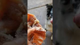 Morning Raw Food Feeding to an Australian Shepherd🍗😋