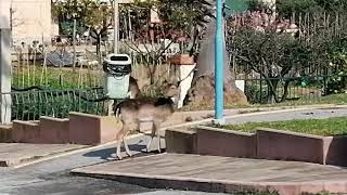 cervi che pascolano tra Spotorno e Bergeggi vicino all'Aurelia il 20/03/2023