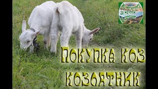 Как мы покупали коз 🐐🐐. Козовник.