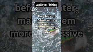 Walleye Facts 17