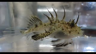 Lophius litulon (juveniles) キアンコウ (황아귀?) 유어 촬영 모음