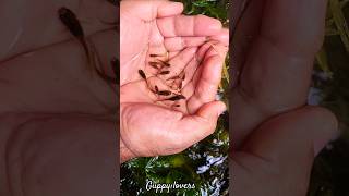 For Guppy fish lovers |Home bred guppies |#Shorts