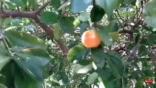 SUCO DE LIMÃO COM ACEROLA/VITAMINA C