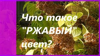 Кто сказал, что  РЖАВЫЙ цвет некрасивый?  Ржавая осень - осенний день в октябре и мой сад.