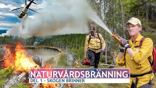 NATURVÅRDSBRÄNNING: Del 1 – När skogen brinner