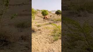 camel #viral #shorts #shortvideo #camel #camelculture #camels