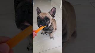 🤦🏻‍♀️🤤😂 #frenchbulldog #pets #cute #funny #shortsvideo #fyp