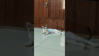 Meow part -7 | The Fun Factor | #cat #viral #catshorts #meow #shorts #kitten #subscribe #short #cats