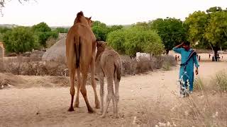 #beautiful #camel #video #desert #viral