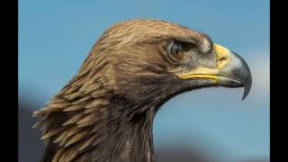 Golden Eagle