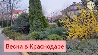 Весна в Краснодаре +26 апрель 2024