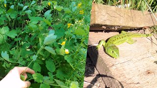 Chelidonium & other Herbs - Walking Russian Fields Full of Green Stuff