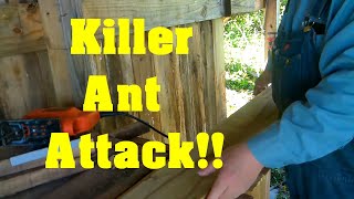 Finishing Boxing the South Wall Homesteading 101 ASMR Tractor Shed Build