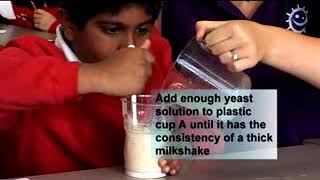 e-Bug school activities to teach about microbiology: yeast races activity