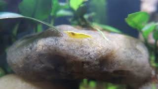 Random video on my fish and dirted tanks