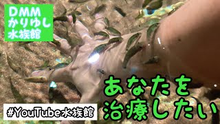 おさかな界のお医者さん／DMMかりゆし水族館［YouTube水族館］#ガラルファ