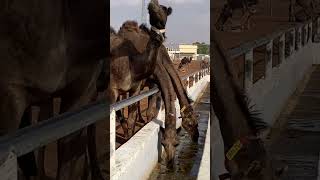 The camels love the rain water