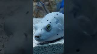 Dog face fish